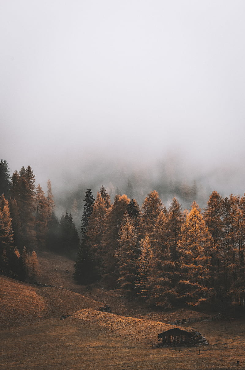 forest, fog, trees, autumn, landscape, HD phone wallpaper