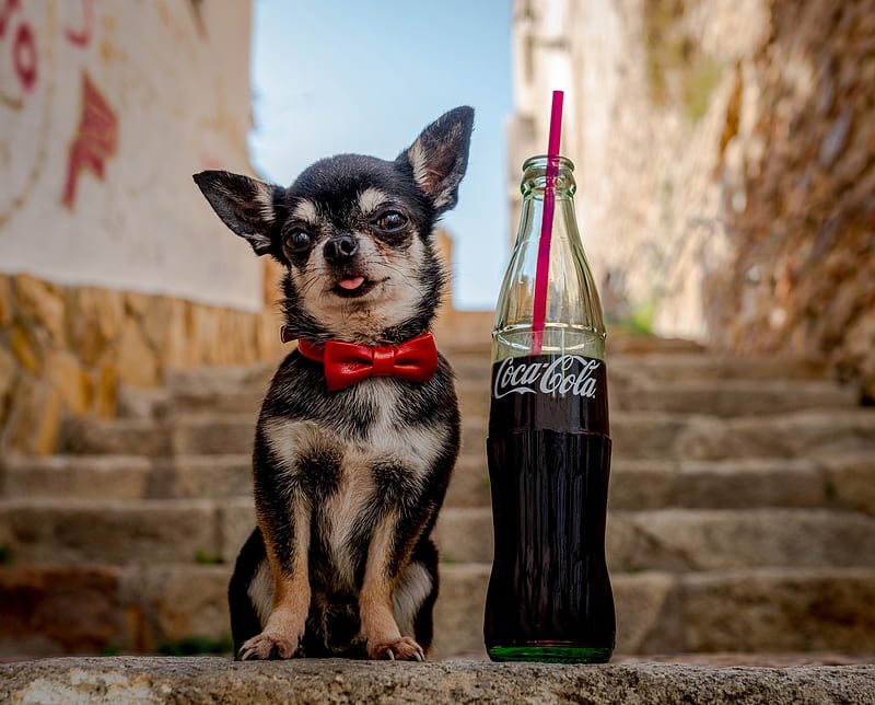 Puppy, red, little, bottle, caine, black, bow, cute, coca cola, funny, dog, HD wallpaper