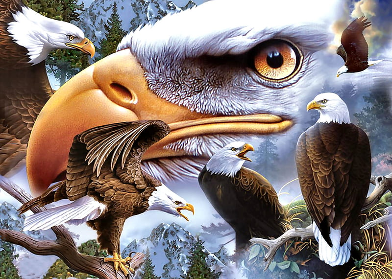 Six Bold and Beautiful - Eagles F1Cmp, eagles, art, bald eagles, raptors, bonito, illustration, artwork, animal, bird, avian, painting, wide screen, wildlife, HD wallpaper
