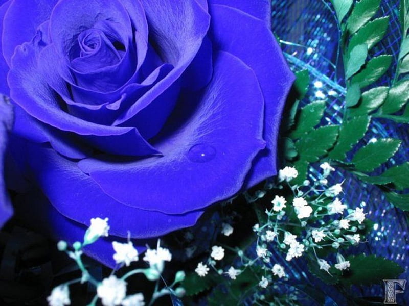 velvet rose, flowers, nature, bonito, roses, blue, HD wallpaper