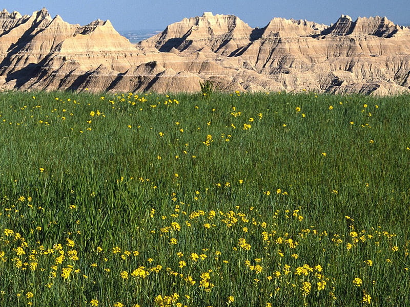 wildflowers-badlands-national-park-sul-dakota.j, nice, montanhas, nature, flowers, HD wallpaper
