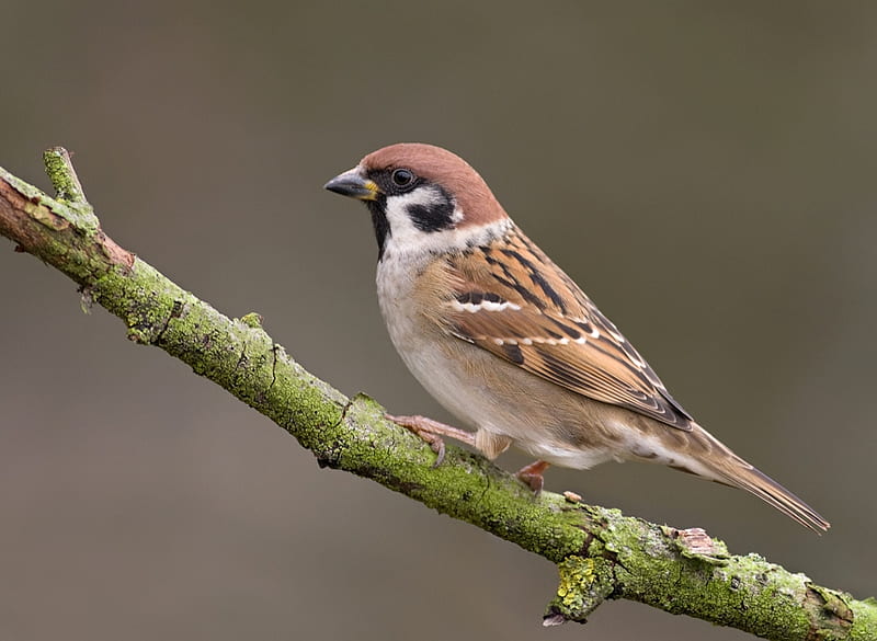 Tree Sparrow, Sparrows, Nature, Bird Species, HD wallpaper