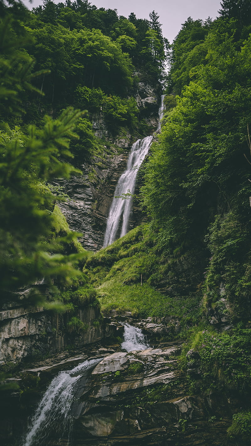 stream, rock, trees, forest, greens, stone, HD phone wallpaper