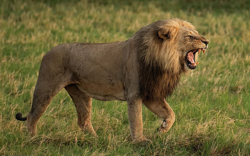lion, predator, dangerous animals, wildlife, young lion, green grass, lions, HD wallpaper