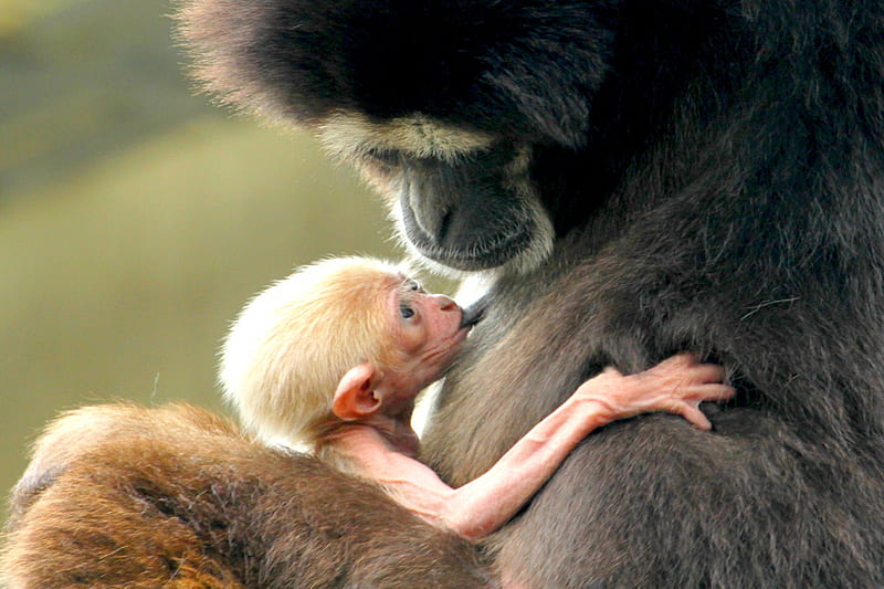 BEAUTIFUL , feeding, love, care, mother, Colobus Monkey, baby, HD wallpaper
