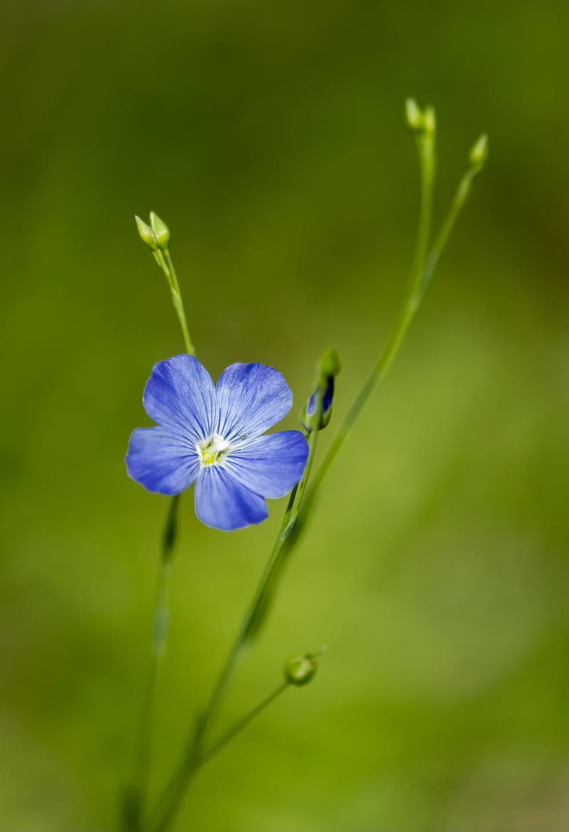 flax, flower, macro, bloom, blue, HD phone wallpaper