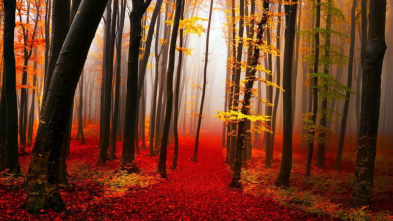 Serenity Walk Path, Serenity, Forest, Red Leaves, bonito, Walk, Path, Tree, HD wallpaper