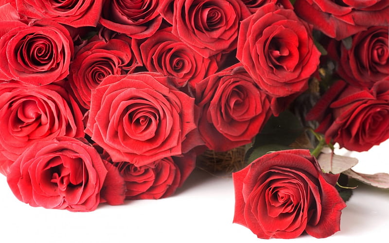 Roses, red, bouquet, rose, flower, valentine, white, card, HD wallpaper ...