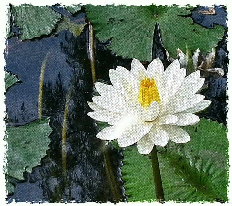 water lily, flowers, lillies, river, white flowers, HD wallpaper