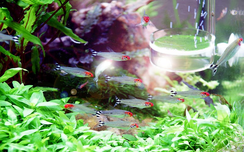 Water, Fishes, Colors, Animal, Fish, Fish Tank, HD wallpaper