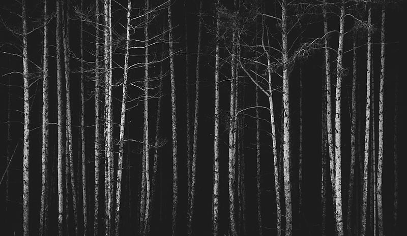 forest, trees, bw, dark, HD wallpaper