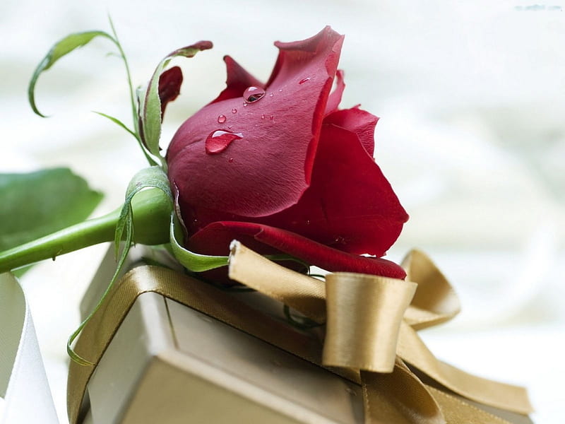Red Rose, parcel, blossom, gift, decoration, HD wallpaper