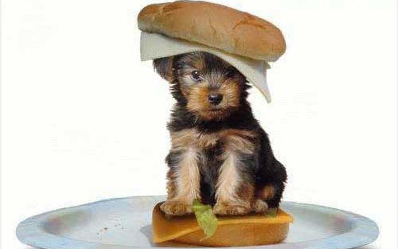 Cheeseburger Puppy, cute, cheese, bun, burger, puppy, HD wallpaper