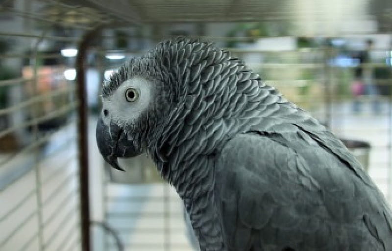 Hi I'm Jon, Cage, Feathers, Gray, Parrot, HD wallpaper