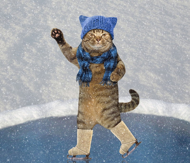Winter cat, skate, paw, cat, iarna, animal, winter, hat, ice, scarf, funny, pisica, HD wallpaper