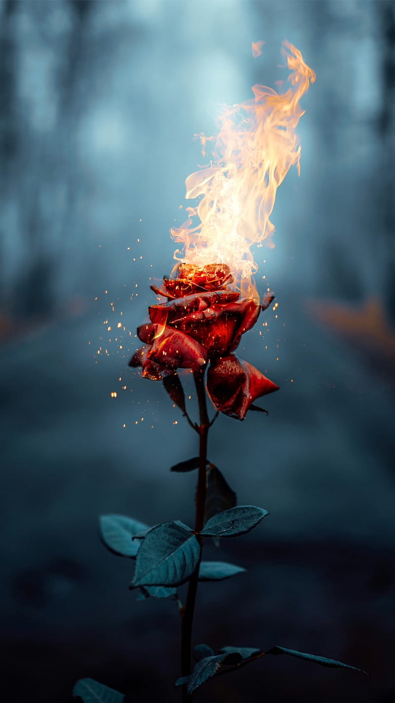 Burning rose, dark, flames, HD phone wallpaper