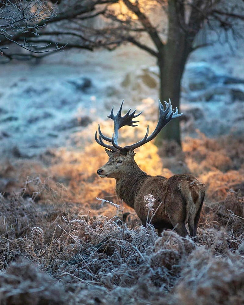 Buck - King, bucks, deer, hunter, hunting, trucks, HD phone wallpaper