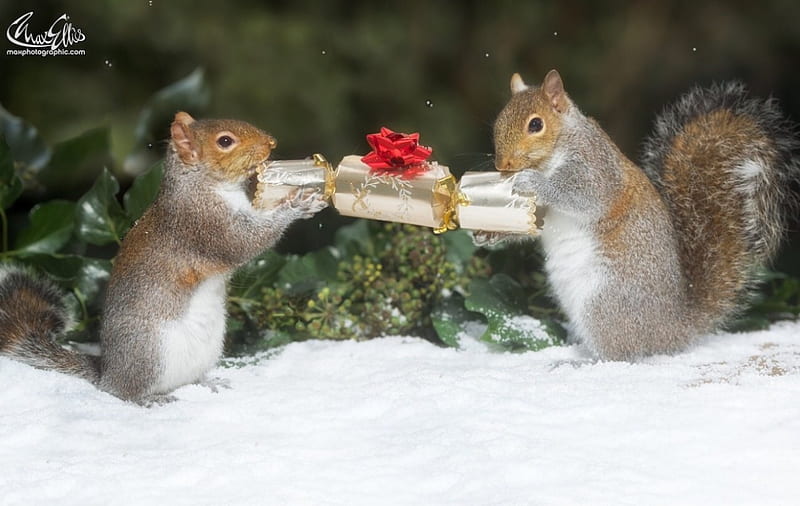 Shering a Christmas candy, red, candy, squirrel, craciun, christmas, animal, winter, max ellis, green, snow, funny, white, couple, HD wallpaper
