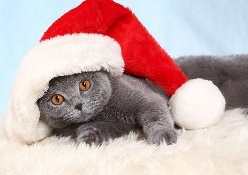 Christmas cat, red, craciun, christmas, cat, animal, hat, santa, gris, white, fur, blue, HD wallpaper