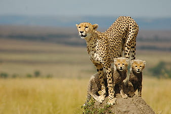 HD cheetah wallpapers