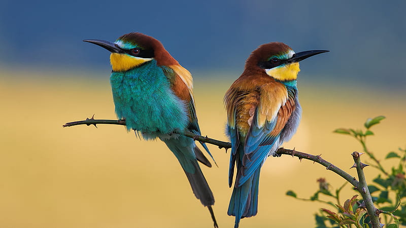 European Bee-Eater Birds Are Perching On Tree Stick In Blue Background Birds, HD wallpaper