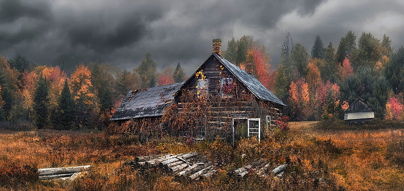 abandoned, cabin, overcast, forest, fall, trees, drygrass, HD wallpaper