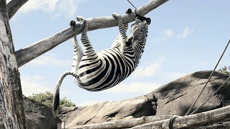 Funny Zebra, cool, funy, zebra, animals, HD wallpaper