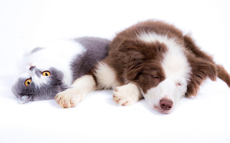 dog and cat, friends, cute animals, australian shepherd, gray background, friendship concepts, pets on a white background, HD wallpaper