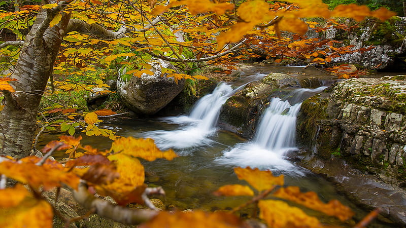 Blue river, forest, landscape, nature, rocks, trees, water, yellow leaves,  HD phone wallpaper