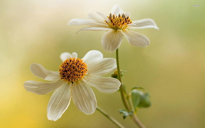 Pretty White Cosmos, white flowers, flowers, white cosmos, nature, cosmos, HD wallpaper