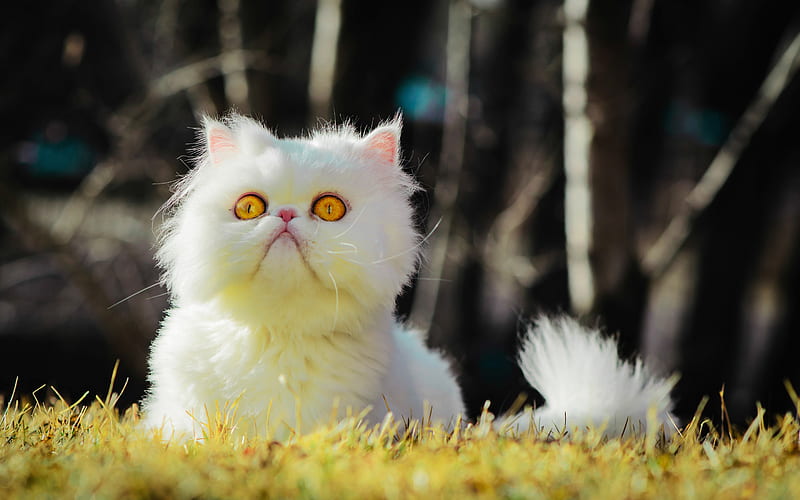 Persian Cat, lawn, yellow eyes, fluffy cat, bokeh, white cat, cats, close-up, domestic cats, pets, whiite Persian Cat, cute animals, Persian, HD wallpaper