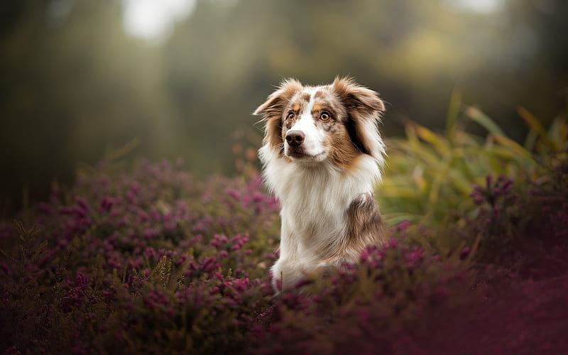 Australian Shepherd Dog, White Brown Dog, Pets, Flowers, Aussie, HD wallpaper