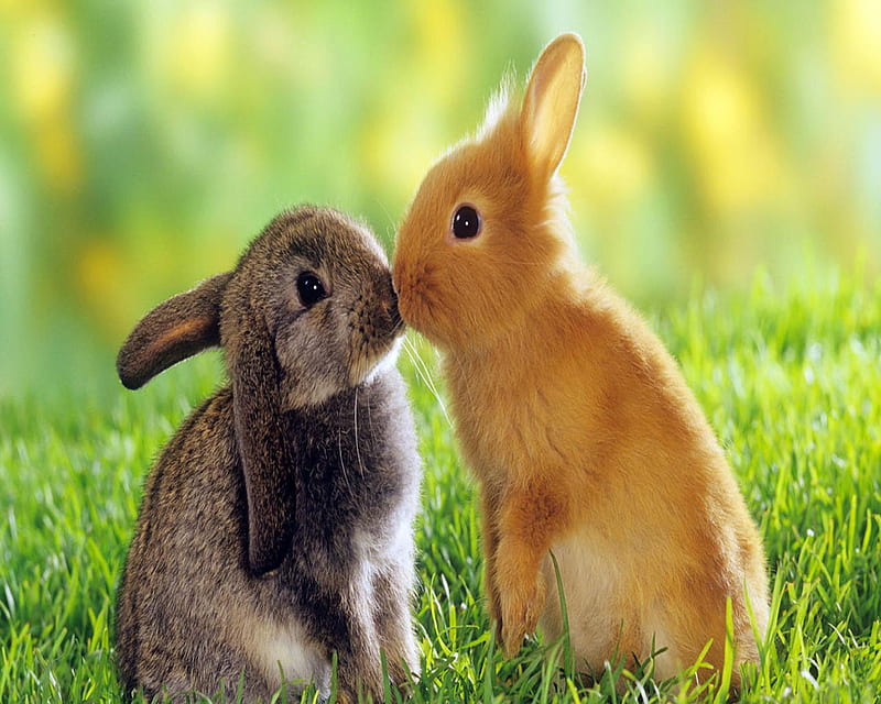 Romantic couple, rabbit, romantic, love, animals, couple, HD wallpaper |  Peakpx