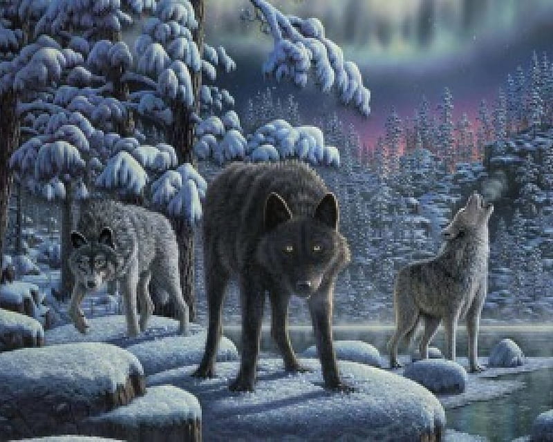 Lobos, bosque, nieve, animales, invierno, Fondo de pantalla HD | Peakpx