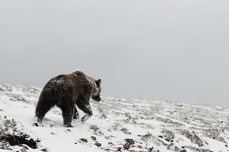 bear, grizzly, winter, snow, north, HD wallpaper