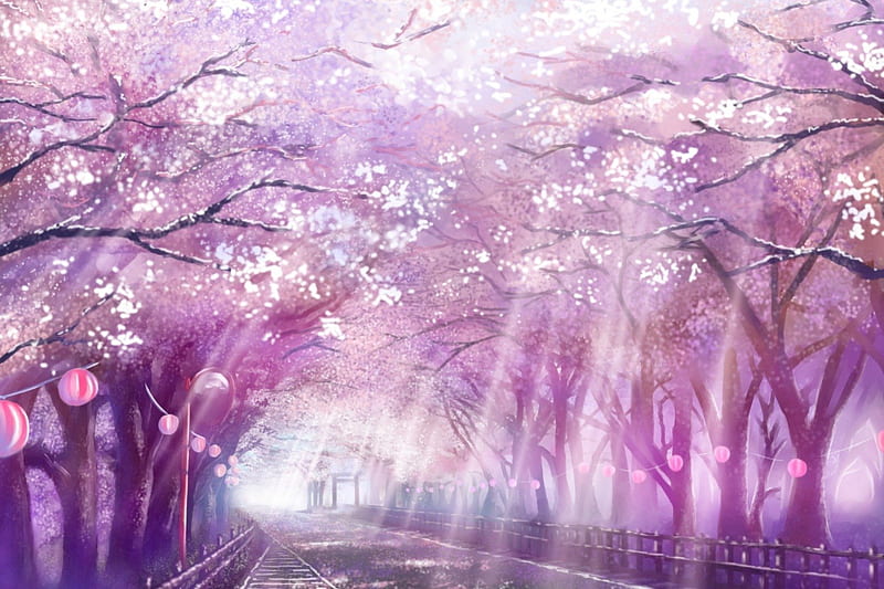 Cherry Blossoms Path, lantern, sakura blossom, plant, bonito, floral, cherry blossom, sweet, blossom, anime, path, beauty, pink, road, light, street, sakura, lovely, tree, flower, nature, petals, HD wallpaper