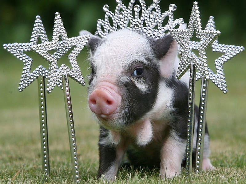 Cute pig, Cute, pig, Grass, Jewelry, Domestic pig, HD wallpaper