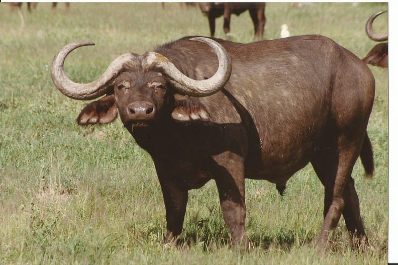 I'm so pretty !, aggresive, African buffalo, Tsavo East and West National Parks, Amboseli National Park, Kenya, large bovid, HD wallpaper