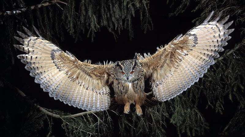 Great Horned Owl, owl, birds, HD wallpaper