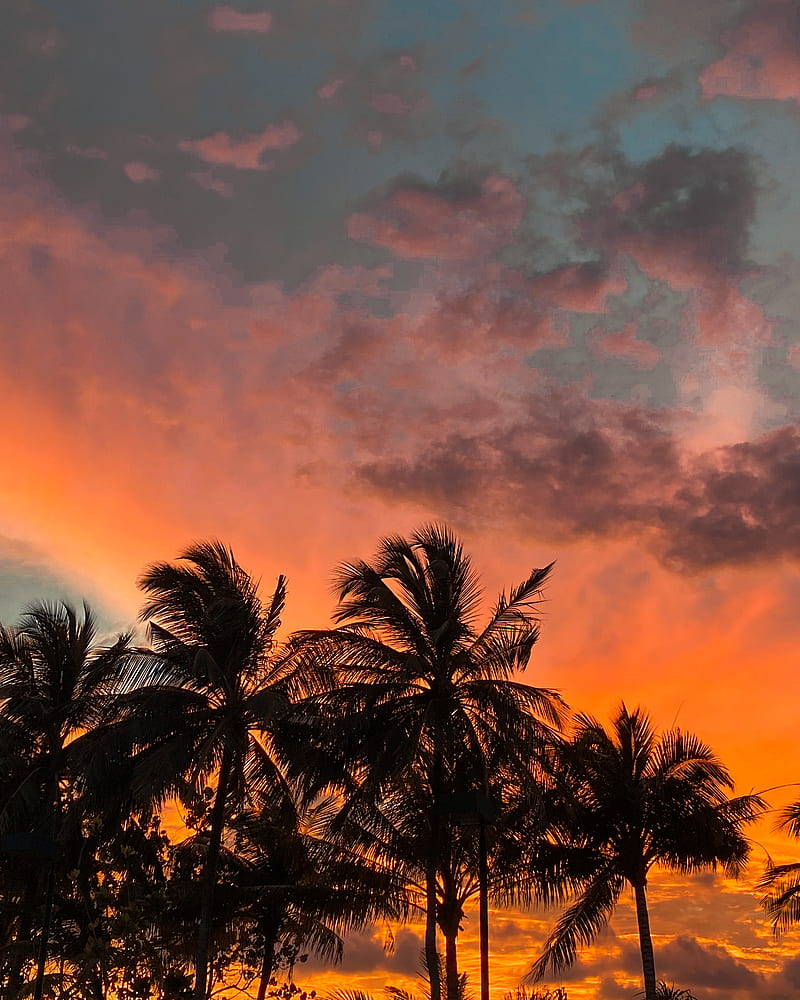 Golden hour, artist, edit, love, nature, graphy, plam tree, sunset ...