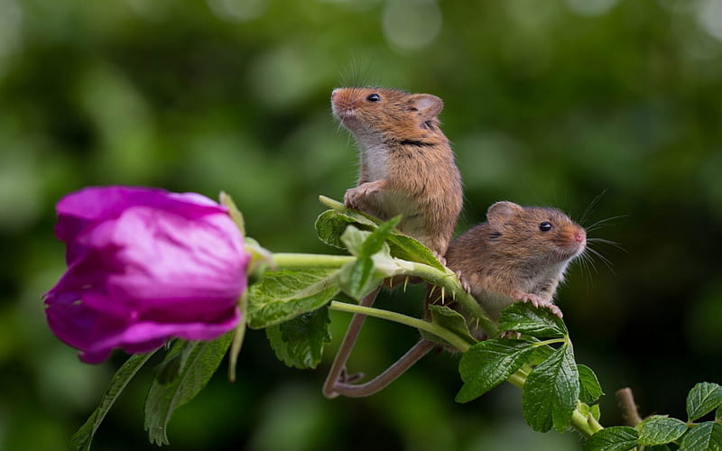 Little mice, little, rose, animal, cute, green, mouse, rodent, pink, couple, HD wallpaper