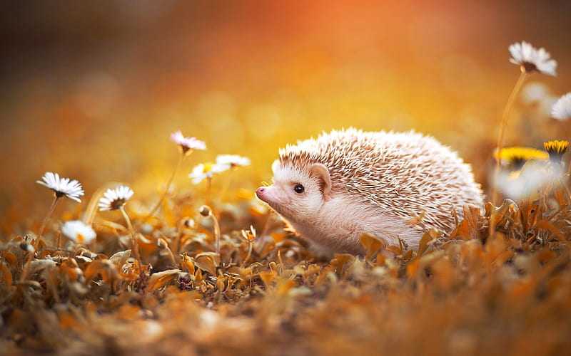 Hedgehog, small, rodent, animal, HD wallpaper