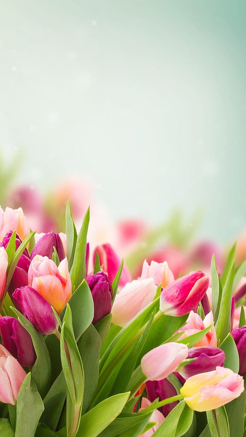 Pink Tulip Impression Flowers Free Wallpaper Download