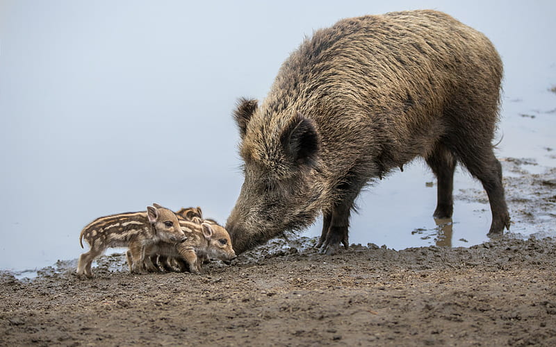 wild boars, family, small pigs, river, wildlife, HD wallpaper