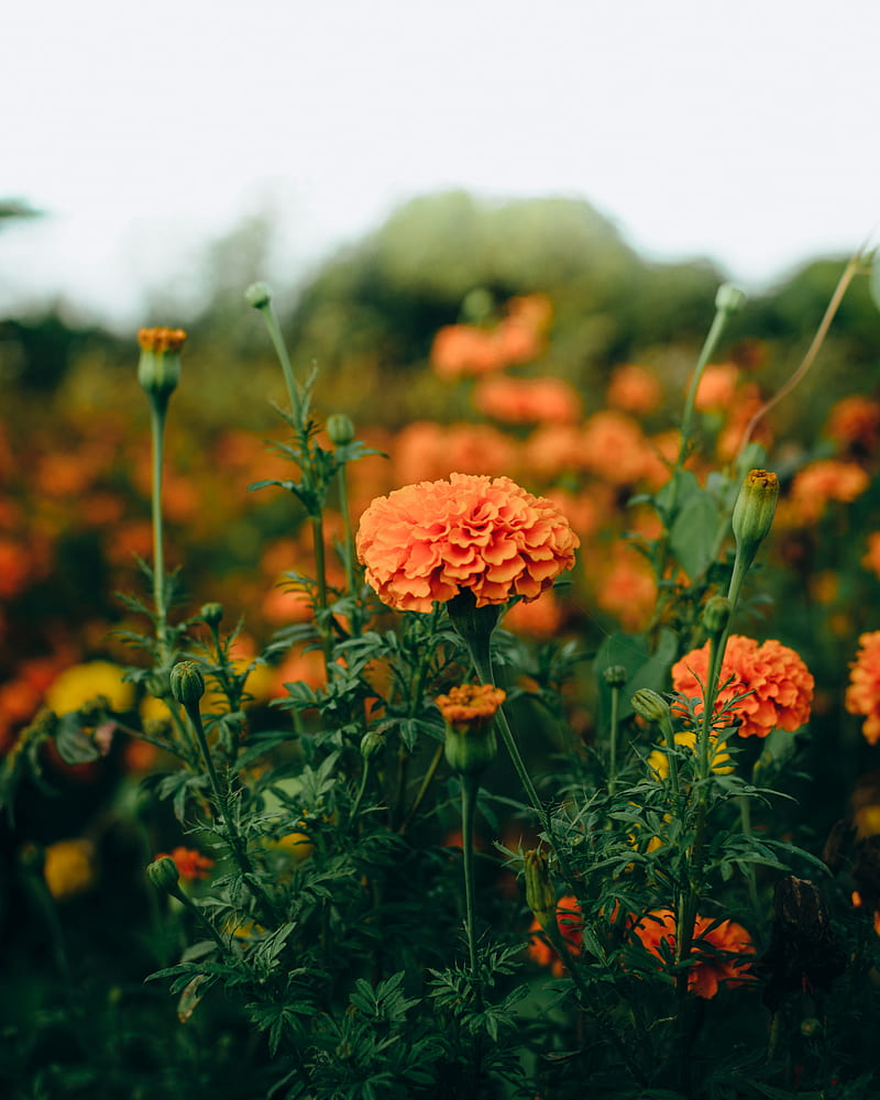 red flowers in tilt shift lens, HD phone wallpaper