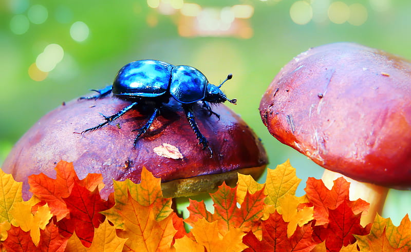 dung beetle on brown mushroom, HD wallpaper
