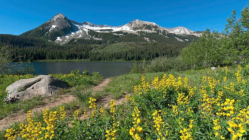 Yellow Wildflowers and Lost Lake Slough, Oregon, blossoms, summer, landscape, trees, rocks, usa, HD wallpaper