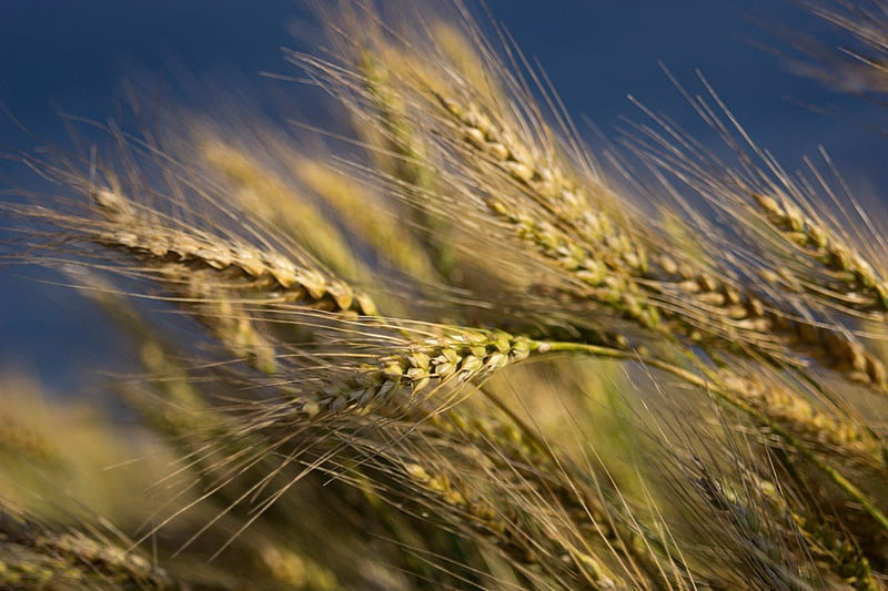 Realistic Wheat Background Agricultural Harvest, Wallpaper, Barley, Spike  Background Image And Wallpaper for Free Download