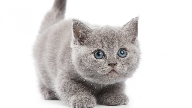 Cute grey kitten, cute, gris, kitten, cats, animals, HD wallpaper ...