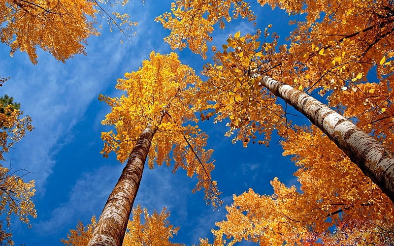 Autumn Maple Trees With Gold Leaves, Gold Leaves, Autumn, Sky, Nature, Trees, HD wallpaper